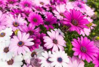 bild blumen kostenlos