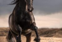 schöne pferdebilder schöne pferdebilder