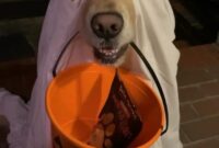 lustige halloween hund