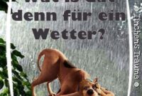 lustige wetter bilder lustige wetter bilder
