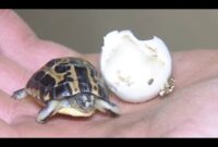 mini schildkröte haustier