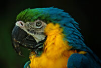 papageien bilder kostenlos