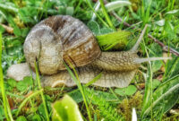 bilder schnecke bilder schnecke