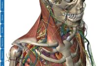 atlas of anatomy free pdf