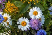 blume bild blume bild