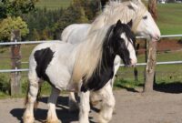 pferderassen bilder pferderassen bilder