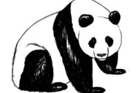 panda zeichnung