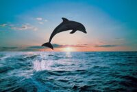 süße delfin bilder