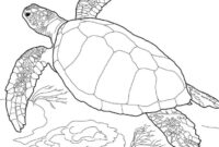 schildkröte süß schildkröte süß