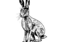 hase schwarz weiß zeichnung