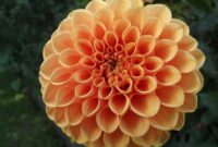 schoene bilder kostenlos schoene bilder kostenlos