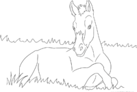 ausdrucken ausmalbild pferd ausdrucken ausmalbild pferd