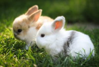 hasen bilder hasen bilder