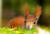 schöne tierbilder kostenlos schöne tierbilder kostenlos