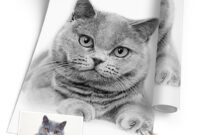katze zeichnung