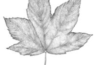 blatt zeichnen einfach