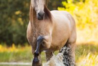 schöne pferde videos