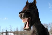 lustig pferde lustig pferde