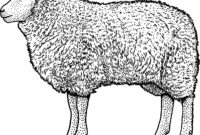 zeichnung schaf