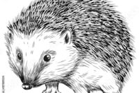 igel zeichnung
