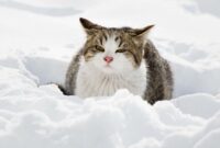 katze im schnee bilder lustig