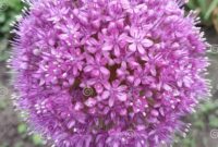 lila ball blume lila ball blume