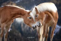 bild von pferd bild von pferd