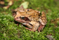 frosch bilder frosch bilder