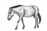 pferd umrisse pferd umrisse