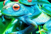 frösche bilder