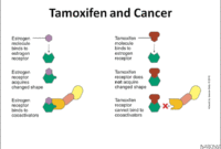breast cancer hormone therapy tamoxifen breast cancer hormone therapy tamoxifen
