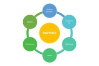 what type of substance is an enzyme