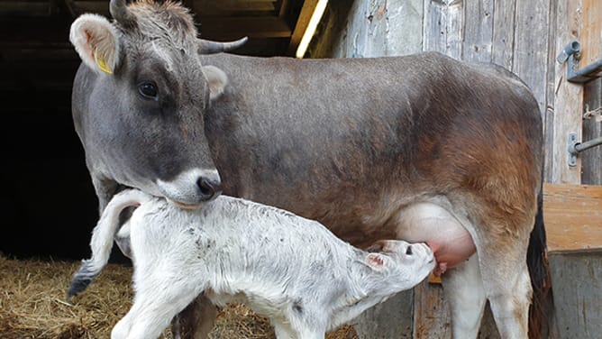 Bedrohte Rinder retten — Crowdfunding bei wemakeit Bedrohte Rinder retten — Crowdfunding bei wemakeit