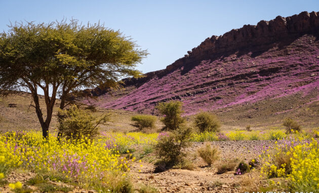 landwirtschaft marokko