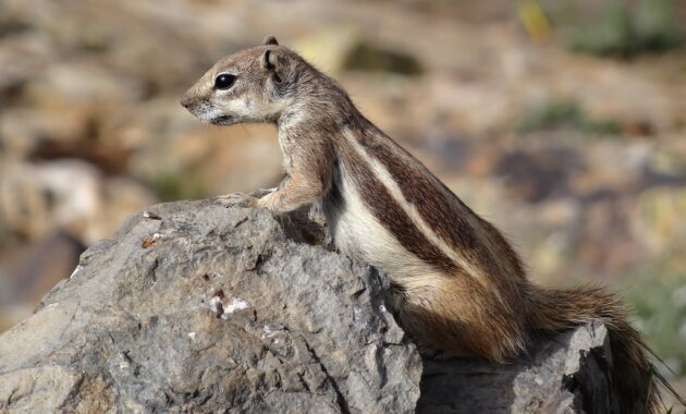 landwirtschaft fuerteventura