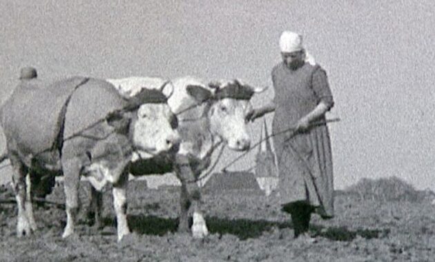 wann wurde die landwirtschaft erfunden