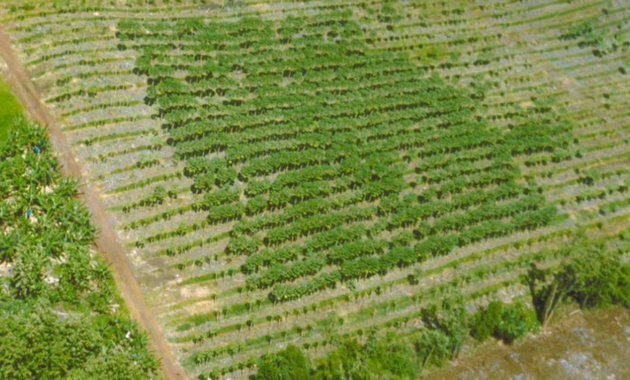 gentechnik in der landwirtschaft
