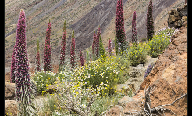 landwirtschaft teneriffa