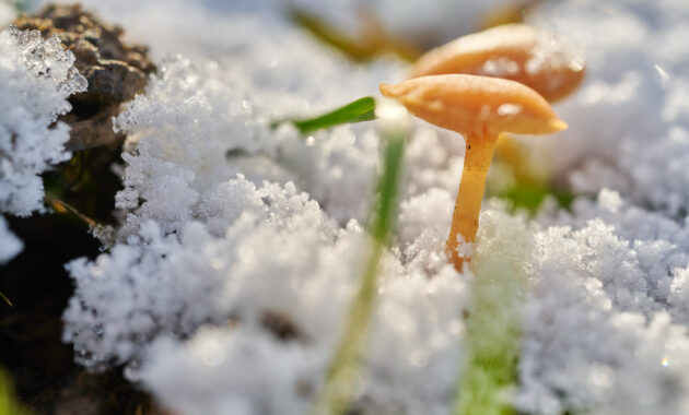 renaturierungsgesetz landwirtschaft