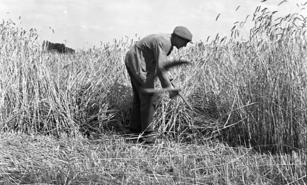 landwirtschaft früher und heute für kinder erklärt