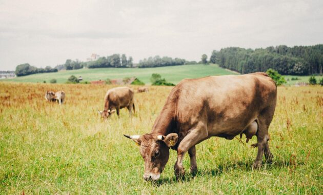 landwirtschaft betreffend
