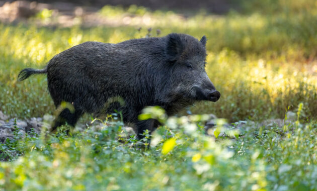 landwirtschaft hessen asp