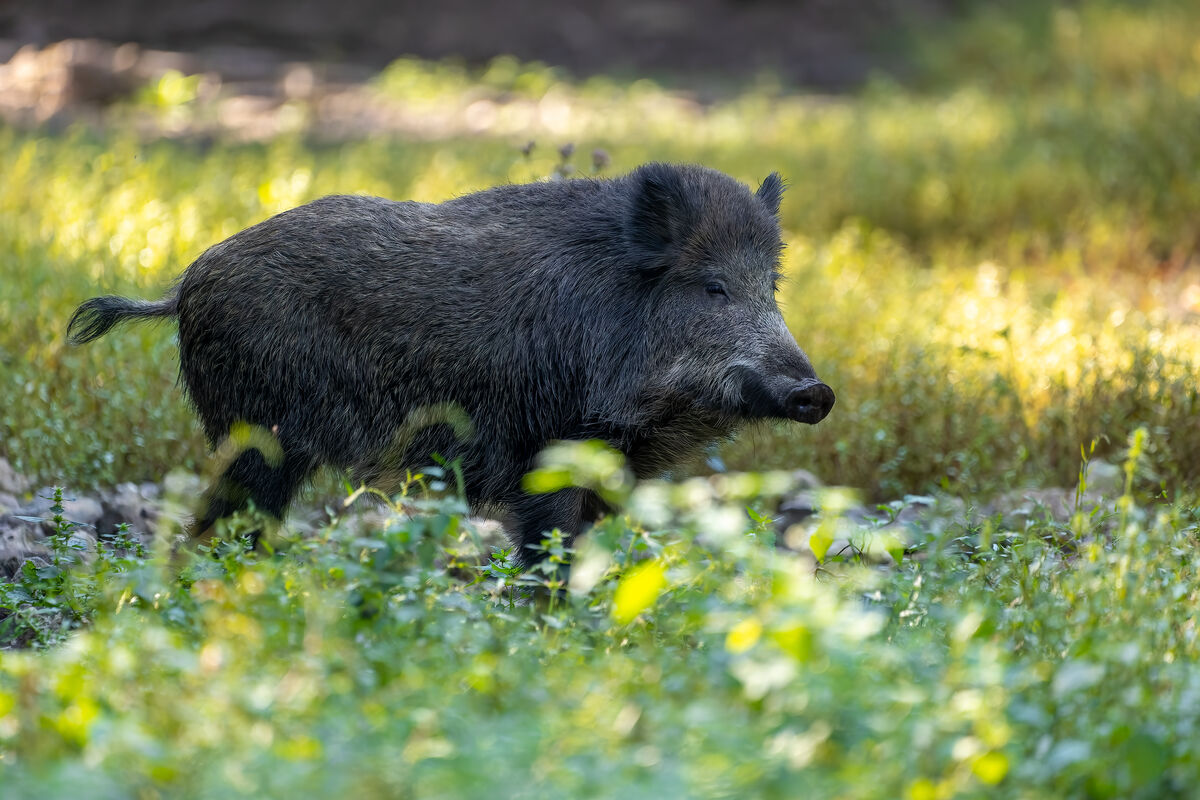 Erstmals ein Fall von Afrikanischer Schweinepest (ASP) in Hessen Erstmals ein Fall von Afrikanischer Schweinepest (ASP) in Hessen