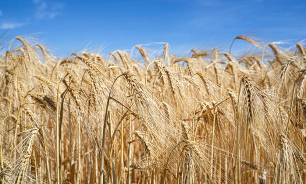 kann die deutsche landwirtschaft deutschland ernähren