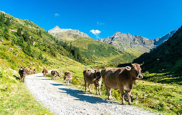 umsatzsteuer landwirtschaft pauschalierung 2024
