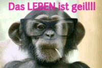 affen video lustig