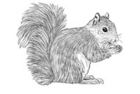 malvorlagen eichhörnchen malen