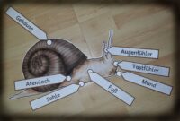 projekt schnecke kindergarten