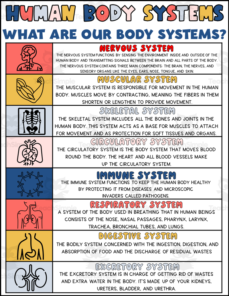  Printable Human Body Puzzle 