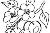 kirschen ausmalbilder